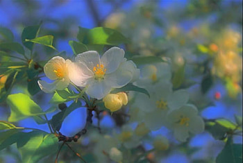 Summer Beauty, blue, white, sunlight, tree, leaves, pretty, yellow, sky, blossom HD wallpaper