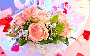 Beautiful rose, flowers, bloom, roses, petals HD wallpaper