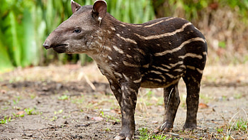Brazilian tapir baby, South China Safari Park, Debut, Animal HD wallpaper