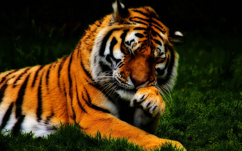 Animals, Grass, Muzzle, Predator, Tiger, r HD wallpaper