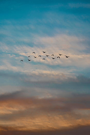 A mesmerizing view of birds flying across a colorful dusk sky with dramatic clouds. HD phone wallpaper