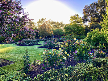 Spring Gardens, Morning, Roses, Green, Tree, Flowers, Field, Spring HD wallpaper