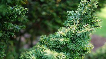 Canadian hemlock, Versatile evergreen, Landscaping favorite, Arborist's choice HD wallpaper