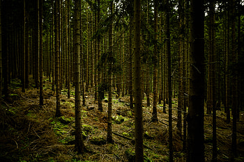 Nature, Trees, Dark, Forest, Gloomy, Gloomily HD wallpaper