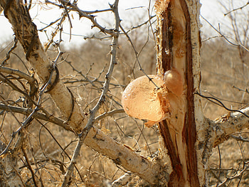 Acacia gum, Economic importance, Environmental role, Social significance HD wallpaper