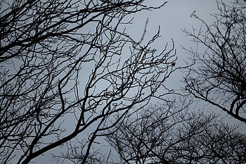 Nature, Sky, Branches, Grey, Bw, Chb, Bottom View HD wallpaper