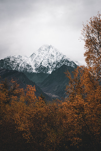 Landscape, Nature, Trees, Mountain, Vertex, Top, Snow Covered, Snowbound HD phone wallpaper