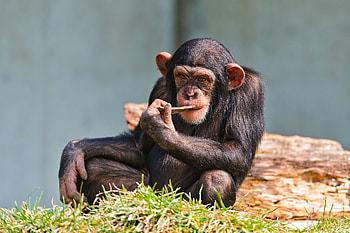 Young chimp, Intelligent primate, Animal facts HD wallpaper