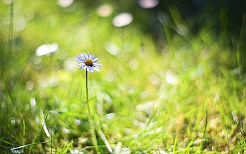 Grass, Background, Camomile, Macro, Greens, Bokeh, Boquet, Chamomile HD wallpaper
