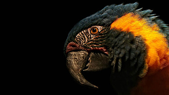 Animals, Parrots, Feather, Macro, Beak, Head HD wallpaper