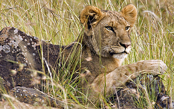 Animals, Grass, Rock, Sit, Young, Lion, Stone, Moss, Hunt, Hunting, Joey HD wallpaper