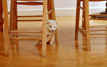 Animals, Puppy, Paws, Parquet HD wallpaper