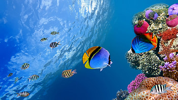 Animals, Sea, Fishes HD wallpaper
