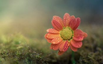 Flower, nature, bg, dew HD wallpaper