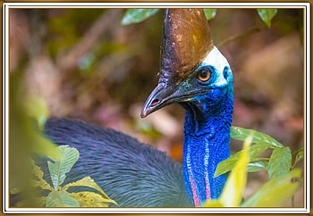 CASSOWARY BIRD., NATURE, , BIRD, FRAMED HD wallpaper