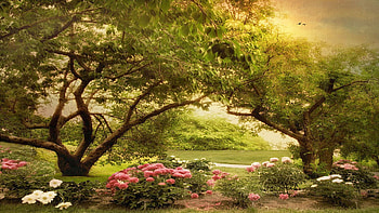 The Cherry Orchard, flowers, sunset, summer, path, trees, landscape HD wallpaper