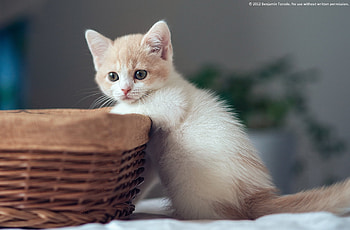 Animals, Kitty, Kitten, Kid, Tot, Basket, Curiosity HD wallpaper