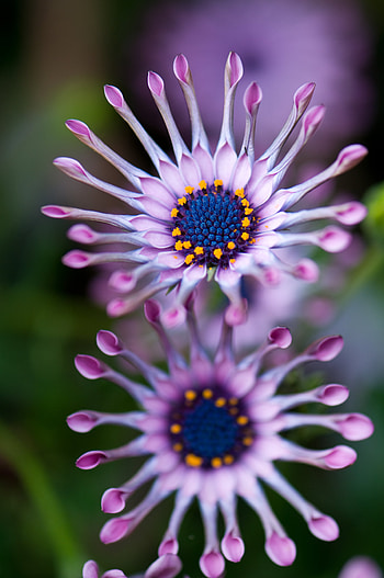 Flowers, Flower, Plant, Bloom, Flowering, Exotic, African Daisy, Osteospermum HD phone wallpaper