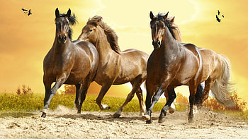 Four Horses, birds, wild, sunrise, horses, ranch, , trees, autumn, western, dom, palamino, running, fall, farm, country, field, sky, pasture HD wallpaper