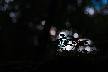 Plant, Macro, Dark, Blur, Smooth, Bokeh, Boquet HD wallpaper