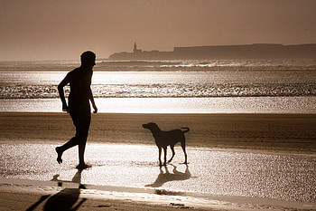 best friend, dog, rays, animals, sands, man, beach HD wallpaper