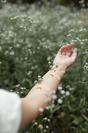 Flowers, Camomile, Hand, Miscellanea, Miscellaneous, Field, Plaster, Patch HD phone wallpaper