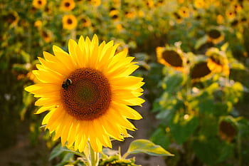 A close-up of a vibrant sunflower in a field with a bee on its petals, highlighting nature's beauty. HD wallpaper