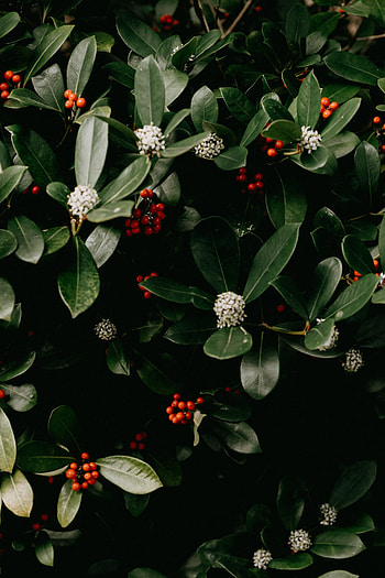 Flowers, Leaves, Berries, Bush, Plant, Macro HD phone wallpaper