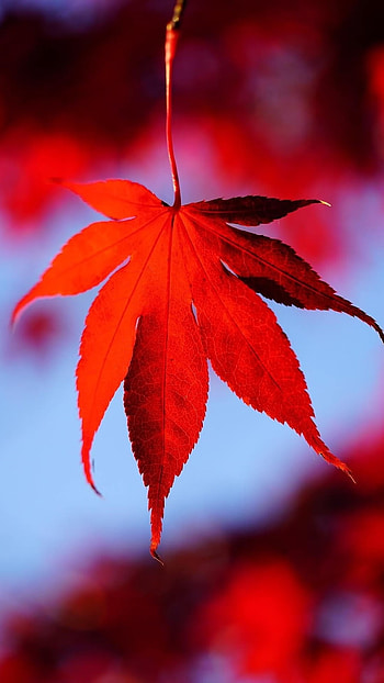 Realme, Red Leaf HD phone wallpaper