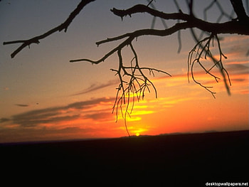 sunset, trees, quiet, peace HD wallpaper