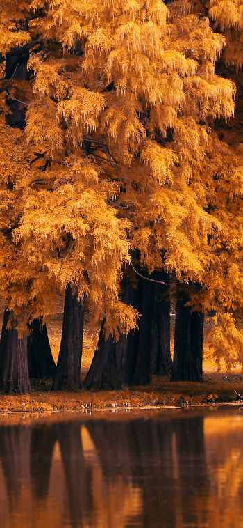 Autumn nature, XS, X HD phone wallpaper
