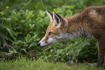 Animals, Grass, Fox, Profile HD wallpaper