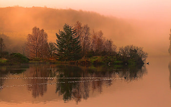 Island, Nature, Trees, Dawn, Swimming, Lake, Fog, Smooth, Surface, Morning, Cool, Duck, Track, Trace, Islet, Coolness HD wallpaper