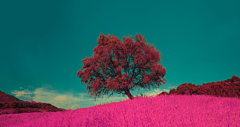 Pink flowers and tree, landscape, nature HD wallpaper