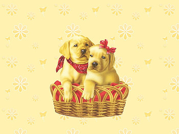 Dog couple , sweet, dog, basket, puppy, couple HD wallpaper