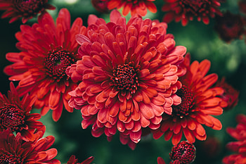 Plants That Do Well in the Cool Weather Â» fall flowers HD wallpaper