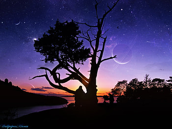 Tree n sunset, river, nite, tree, sunset HD wallpaper