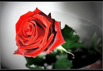 Red Rose, rose, beautiful, , red HD wallpaper