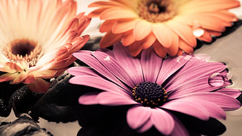 Gerbera, nature, flowers, daisy HD wallpaper