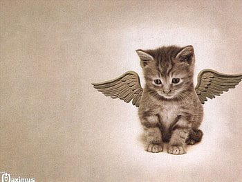 Angelic Kitten, kitten, cat, winged HD wallpaper