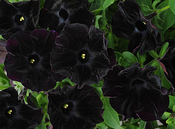 Flowers, Close-Up, Petunia HD wallpaper