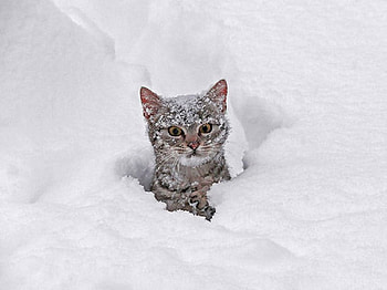 I have very cold, winter, animal, kitten, snow, cat HD wallpaper