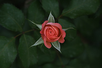 Rose flower, lone, single HD wallpaper