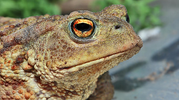 Toad background, High resolution, , Amphibian species HD wallpaper