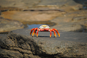 Sally lightfoot crab, Crabs HD wallpaper
