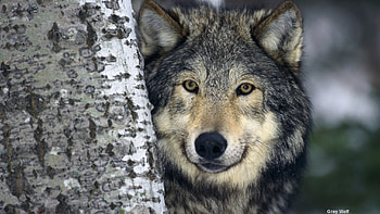 Gray Wolf, , Background HD wallpaper