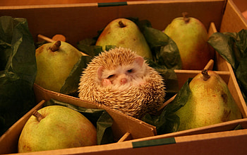 Animals, Pears, Box, Hedgehog, Joke HD wallpaper