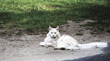 Animals, Cat, Fluffy, Lies, Mud, Dirt HD wallpaper