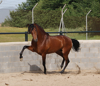 Bay Andalusian, andalusian horse, horses, spanish horse, animals, iberian horse HD wallpaper