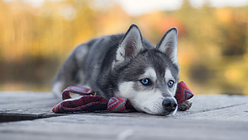 Husky, Cute Dogs HD wallpaper